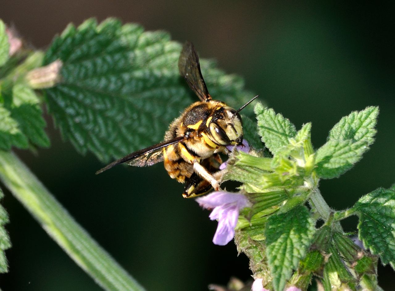 femmina di Anthidium cfr manicatum